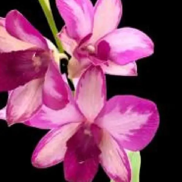 Dendrobium(DS-083)