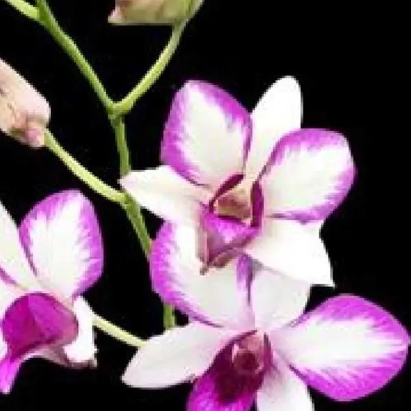Dendrobium(DS-084)