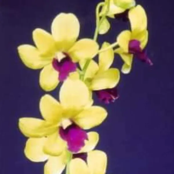 Dendrobium(DS-095)