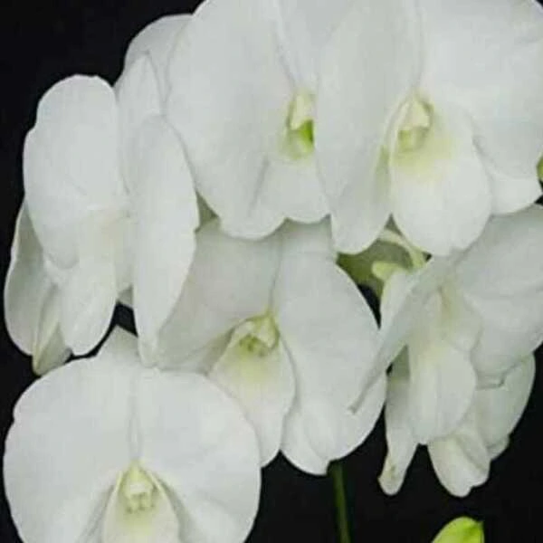 Dendrobium(DS-098)