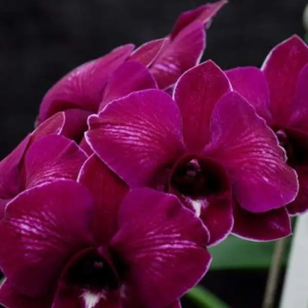 Dendrobium(DS-131)