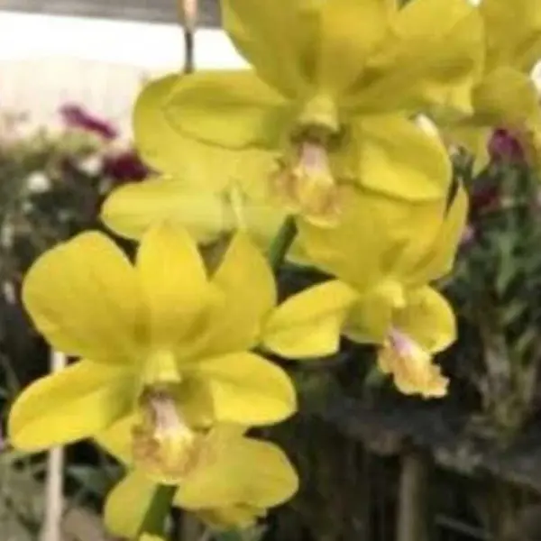Dendrobium(DS-136)