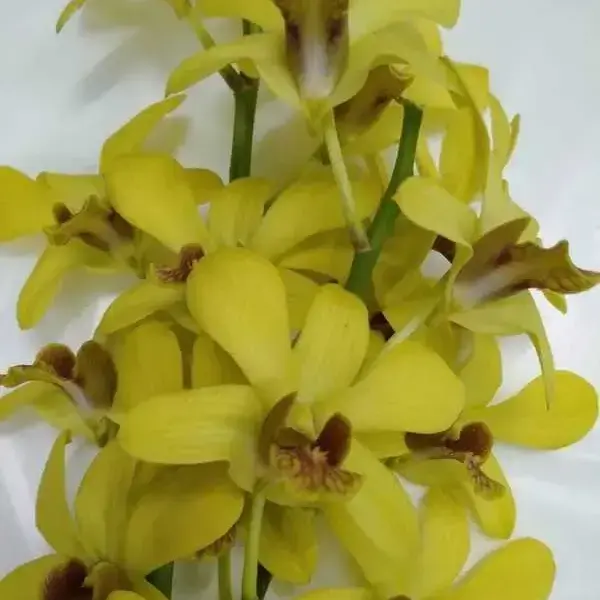 Dendrobium(DS-138)
