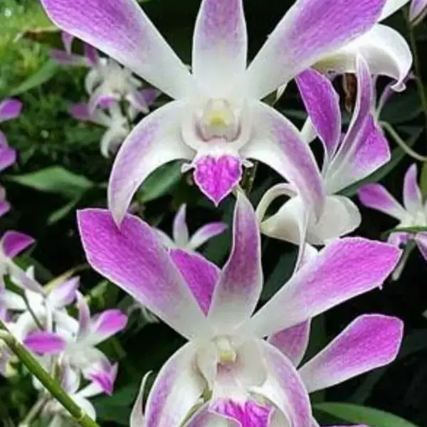 Dendrobium(DS-141)