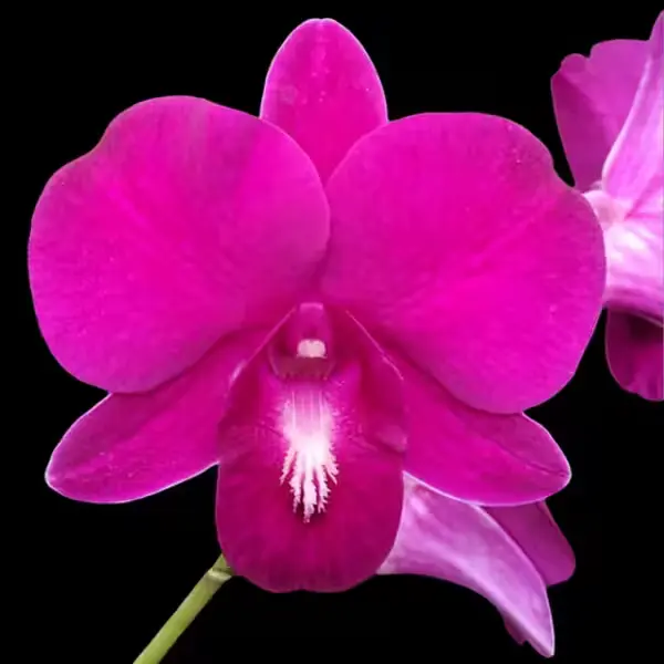 Dendrobium(DS-155)