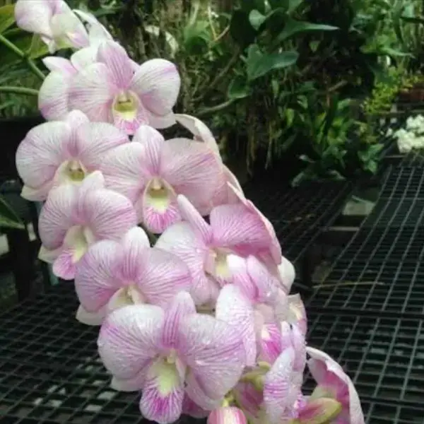 Dendrobium(DS-159)