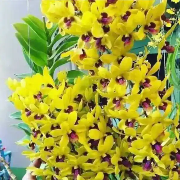 Dendrobium(DS-163)