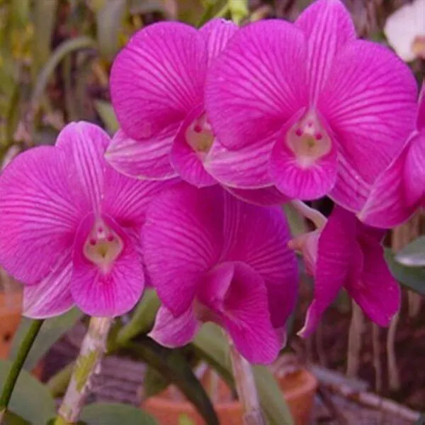 Dendrobium(DS-167)