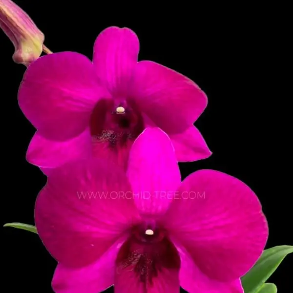 Dendrobium(DS-189)