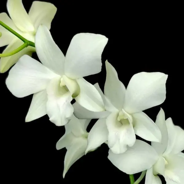 Dendrobium(DS-210)