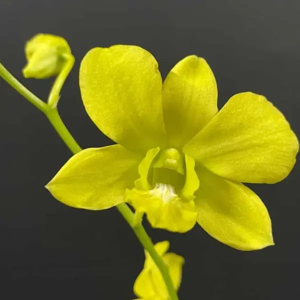 Dendrobium(DS-237)