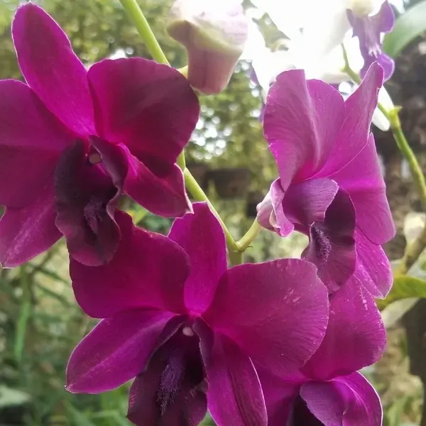 Dendrobium(DS-266)