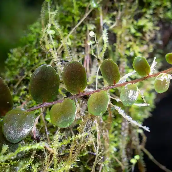 Marcgravia sp Azrael