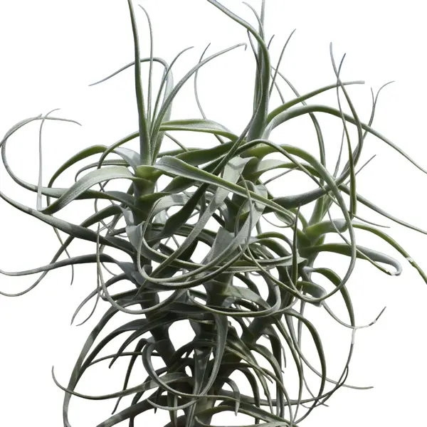 Tillandsia Jequiensis