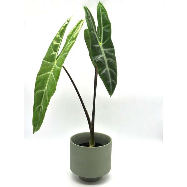 Alocasia Longiloba Lucifer