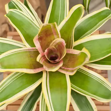 Bromelia Neoregelia bossa nova