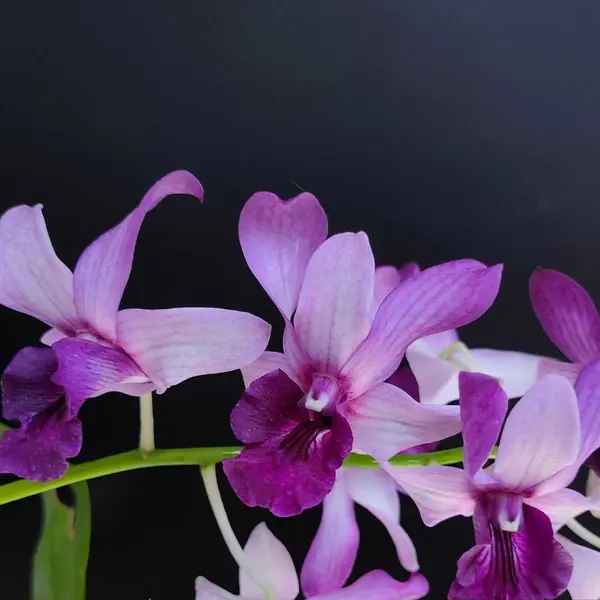 Dendrobium(DS-019)