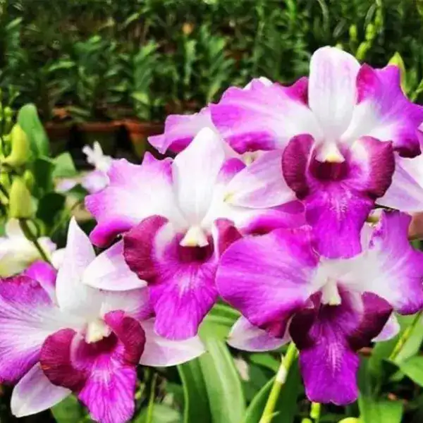 Dendrobium(DS-022)