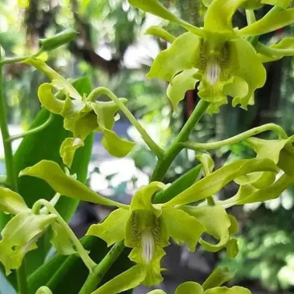 Dendrobium(DS-017)