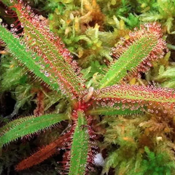 Drosera Adelae