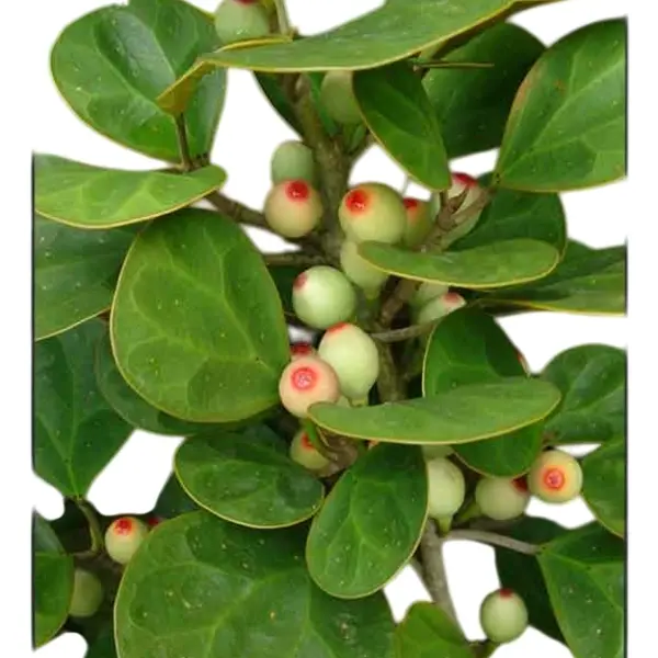 Mistletoe Fig (Ficus deltoidea gold)