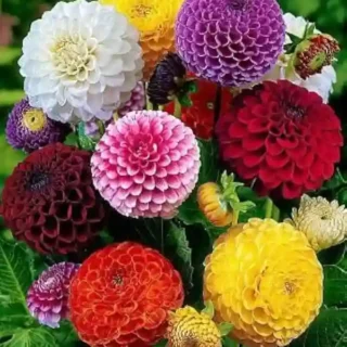 Dalia plant – Seeds