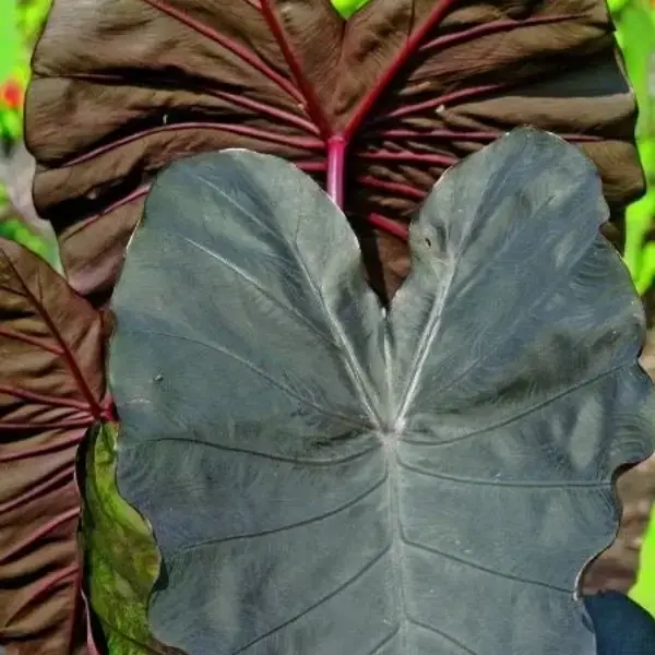 Colocasia Diamond Head - Image 2