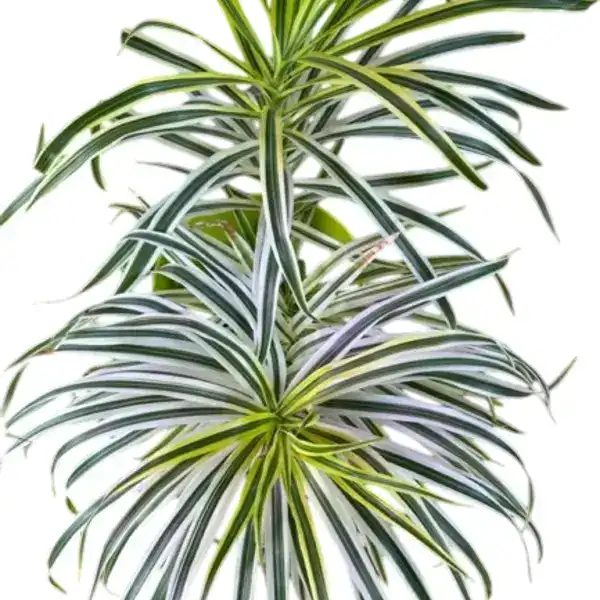 Dracaena Reflexa