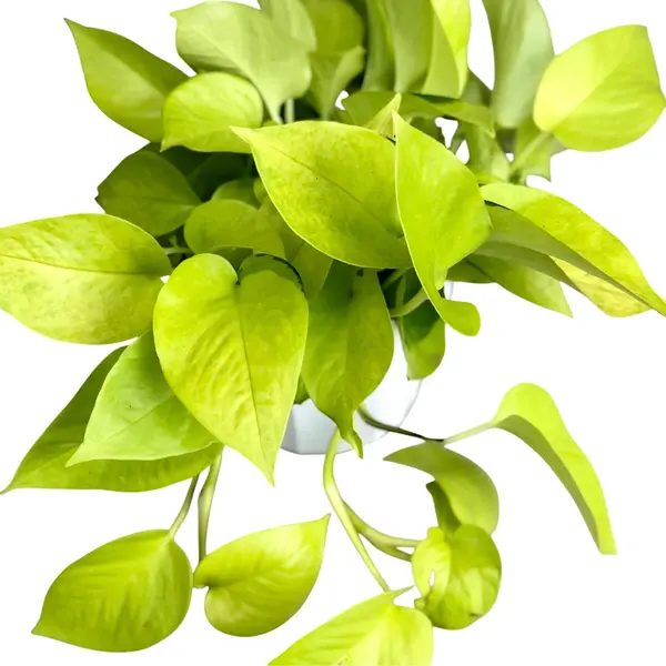 Epipremnum Aureum / Pothos Neon