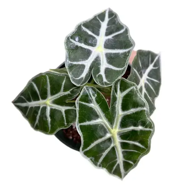 Alocasia Parasol