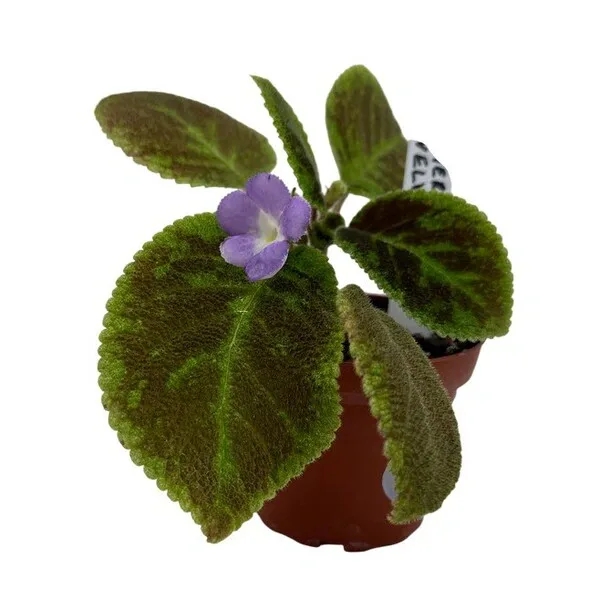 Episcia Emerald Velvet - Violet Flower