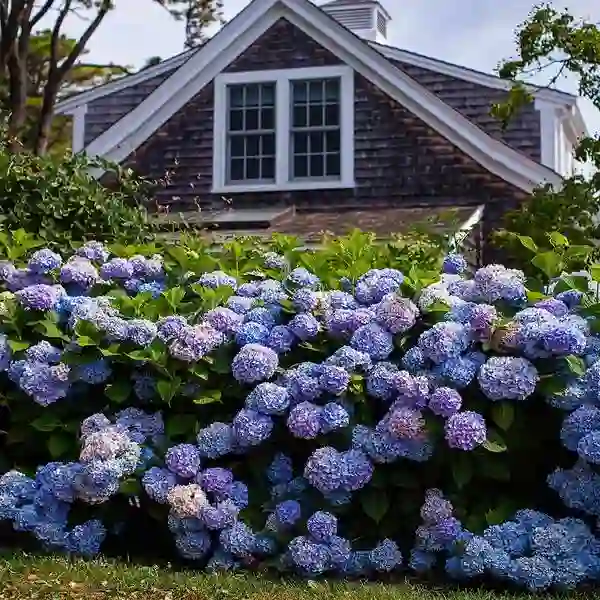 Hydrangea Macrophylla Blue Plant