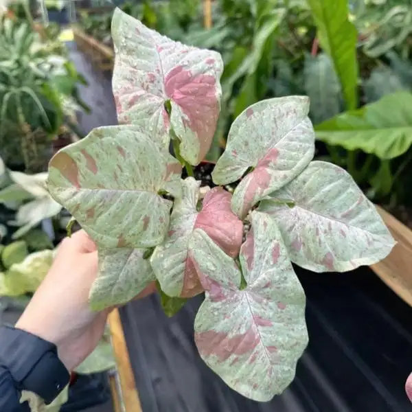 Syngonium Milk Confetti