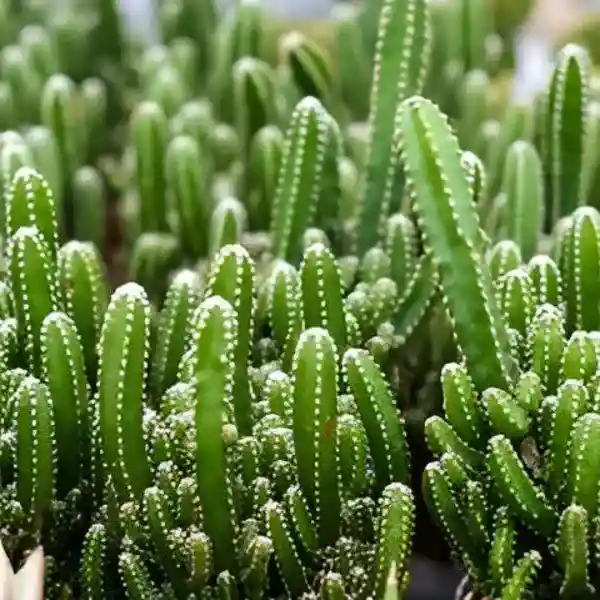 Acanthocereus Tetragonus - Fairy Castle Cactus