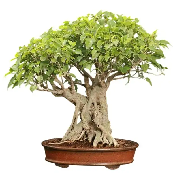 Ficus Religiosa