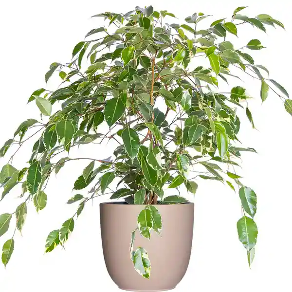 Variegated Ficus Benjamina