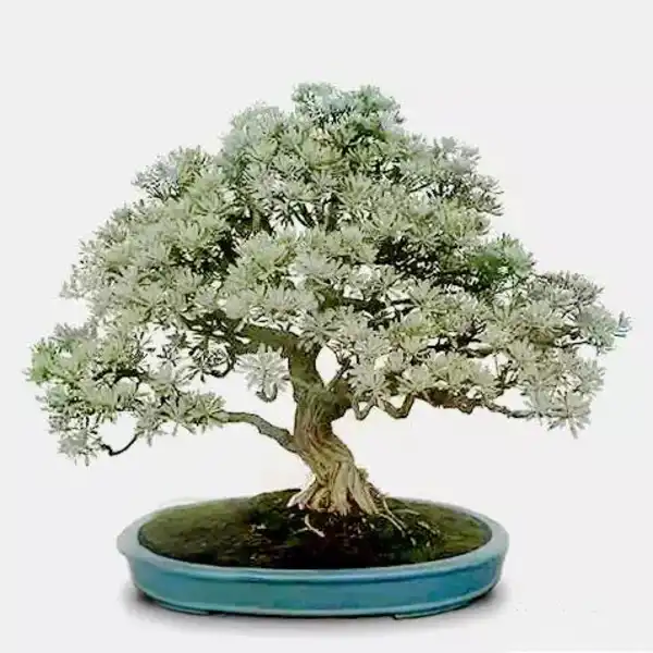 Crossostephium Chinense Plant