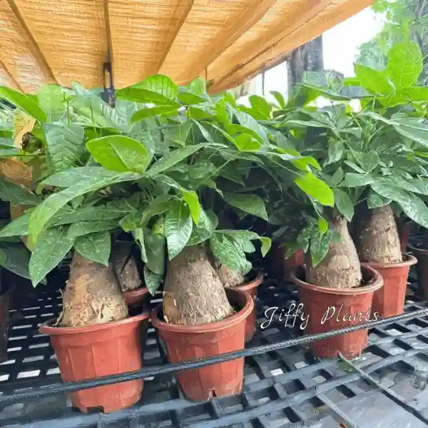 Pachira aquatica - Thick Trunk