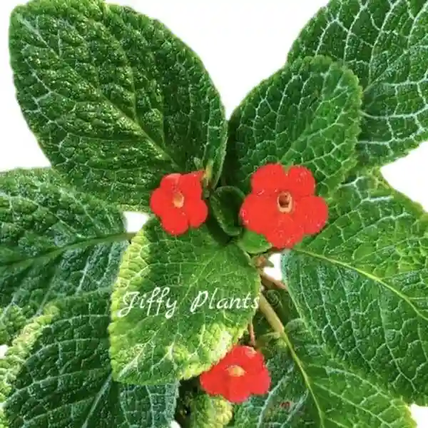 Episcia Cupreata Flame Violet - Red Flower