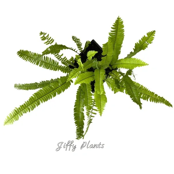 Banana Boston Fern
