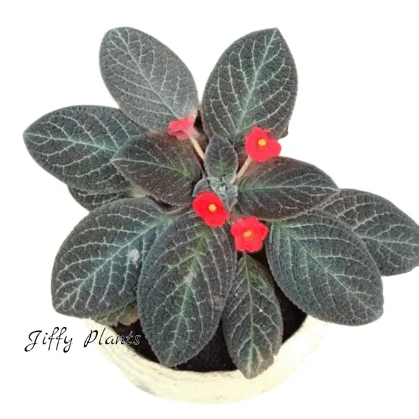 Episcia Check Bird - Red Flower