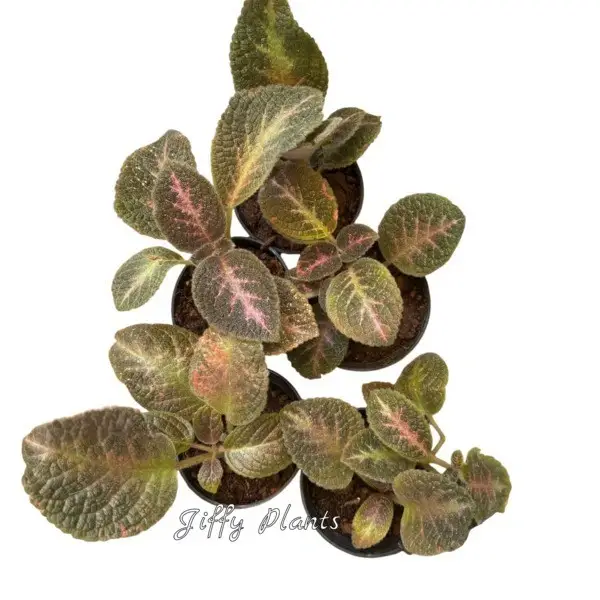 Episcia War Plant - Red Flower