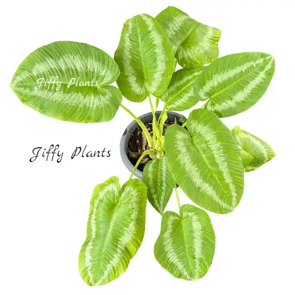 Schismatoglottis Lime Green