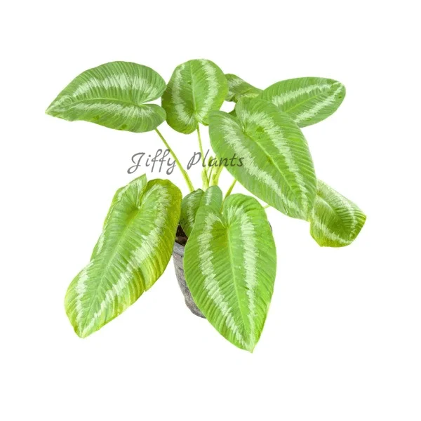 Schismatoglottis Lime Green