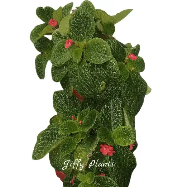 Episcia Cupreata Flame Violet - Red Flower