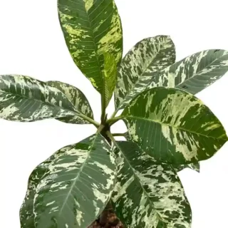 Frangipani Variegated Maya | Plumeria, Frangipani variegated - Rare