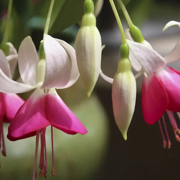 Fuchsia - white pink