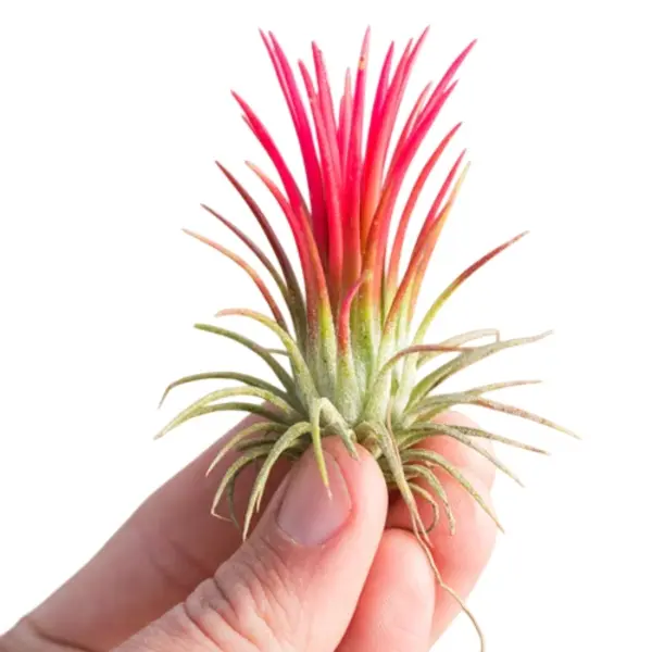 Tillandsia Fuego