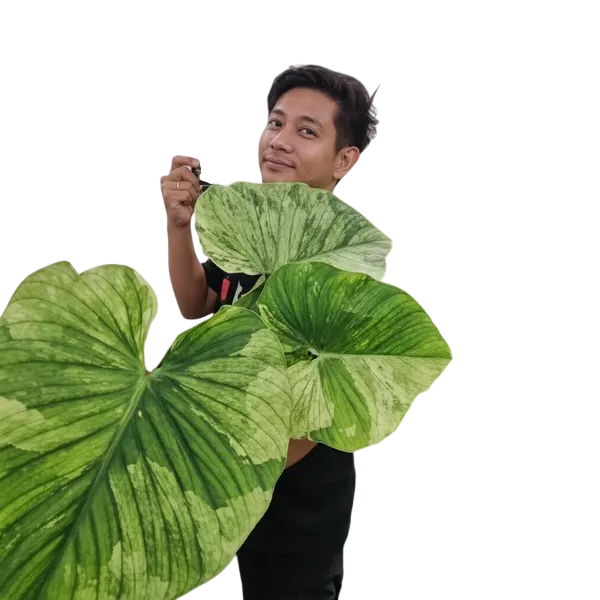 Philodendron Plowmanii Variegated