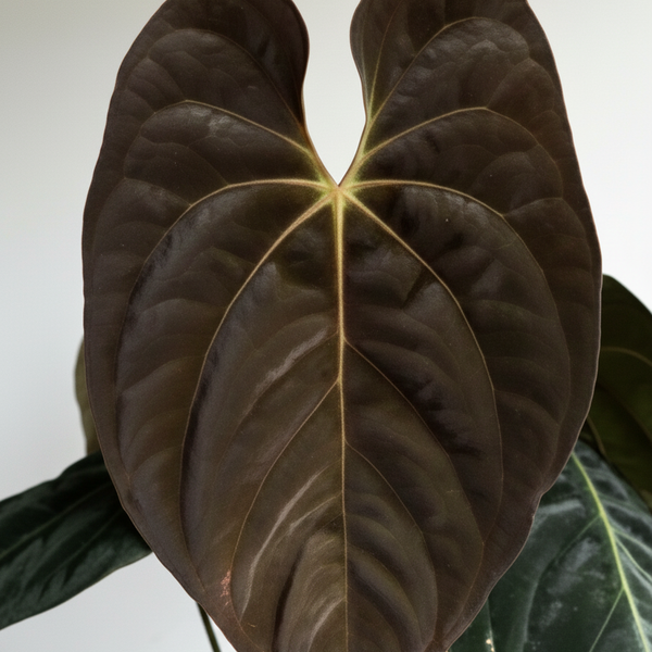 Anthurium Darkest Panama ×Sp Gunayala